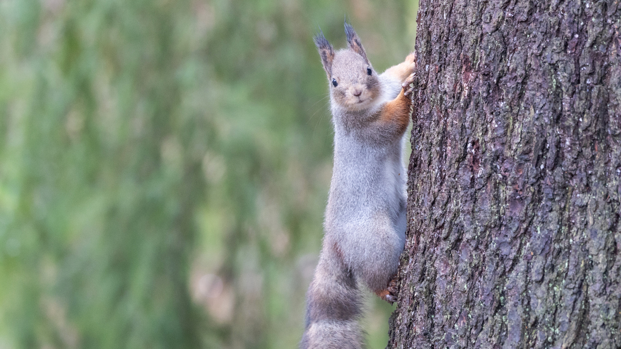 Orava kiipeää puunrunkoa pitkin.